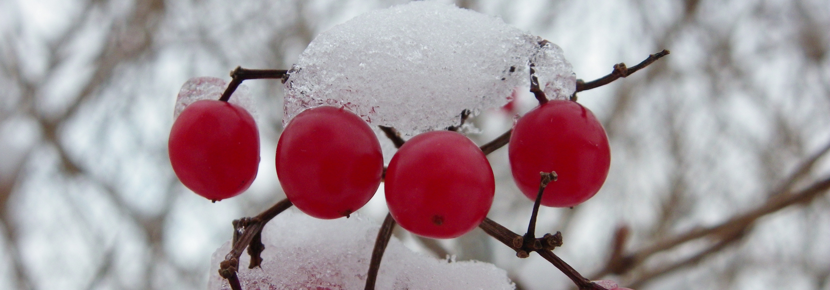 Vinaora Nivo Slider 3.x